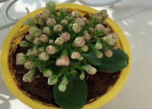 长寿花有哪些促花神药