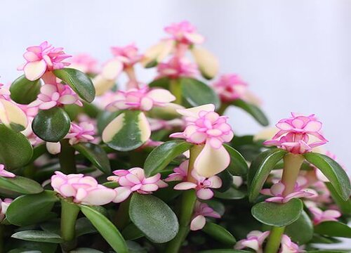 怎么让金枝玉叶的叶子变色