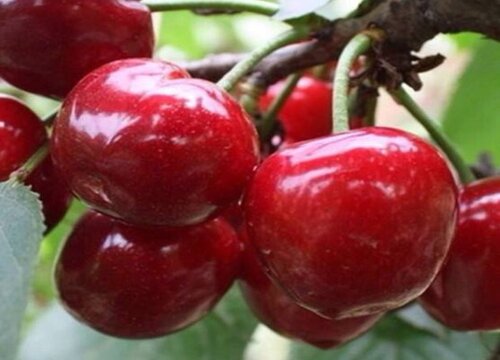 樱桃树喜水还是喜旱