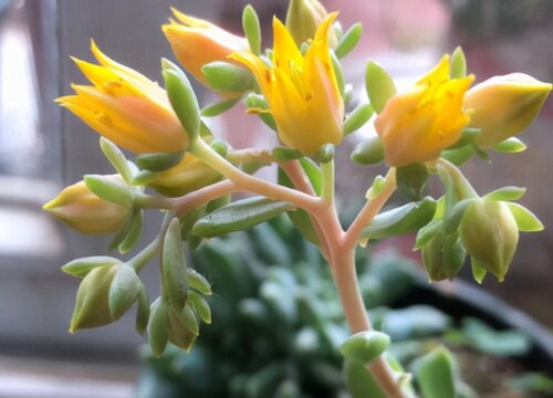 多肉徒长成树了怎么办