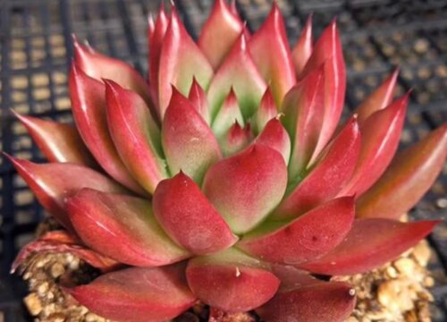 多肉徒长成树了怎么办