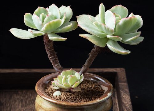 多肉徒长成树了怎么办