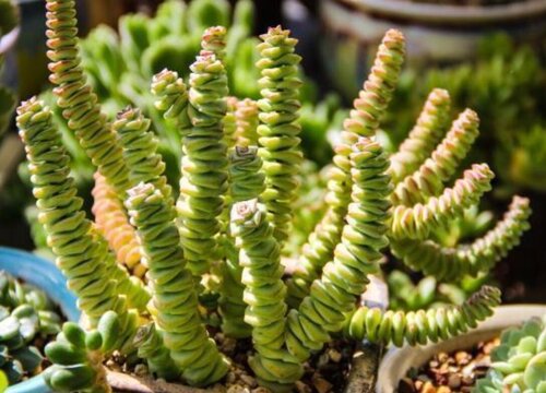 多肉徒长成树了怎么办