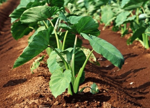 芋头适合在什么地方生长