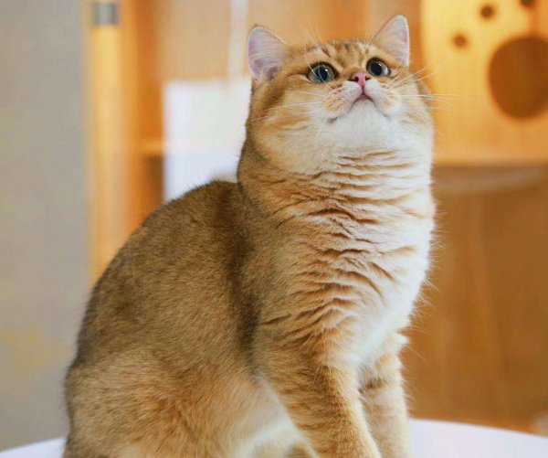 养金渐层猫的禁忌