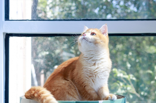 养金渐层猫的禁忌