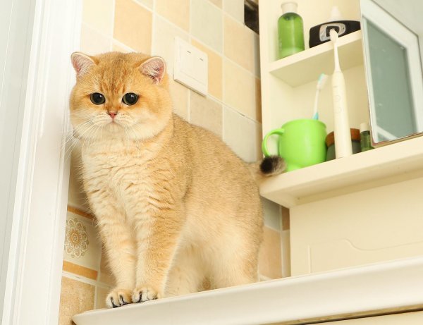 养金渐层猫的禁忌