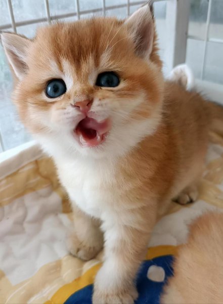 养金渐层猫的禁忌