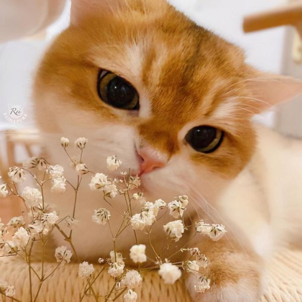 养金渐层猫的禁忌