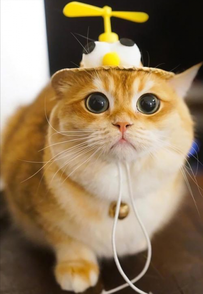 养金渐层猫的禁忌