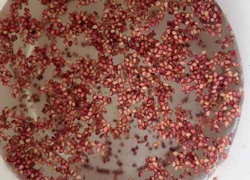 草莓种子催芽方法五种方法与技巧