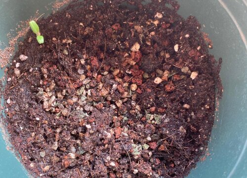 草莓种子催芽方法五种方法与技巧