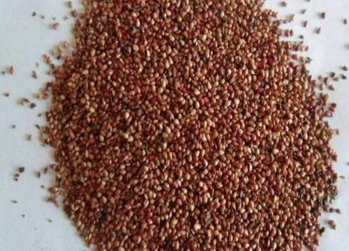 草莓种子催芽方法五种方法与技巧