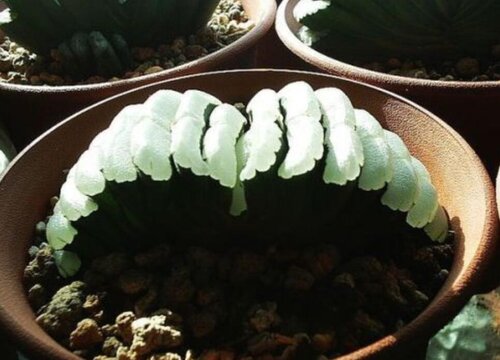 玉扇上盆方法与步骤