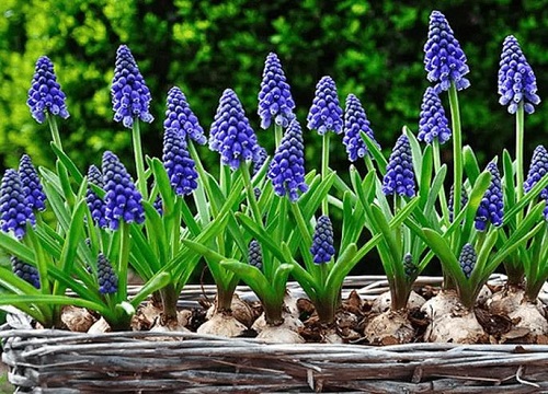 风信子致癌是真是假