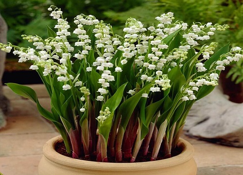 风信子致癌是真是假