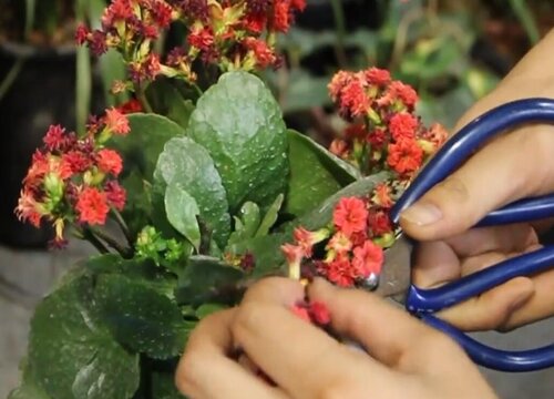 长寿花夏天可以剪枝吗