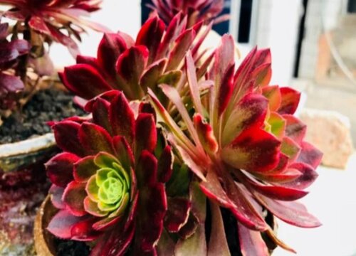 法师上盆后怎么浇水