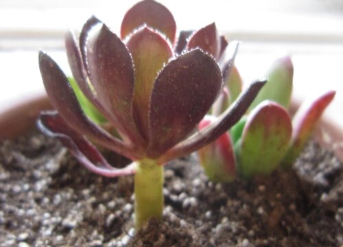 法师上盆后怎么浇水