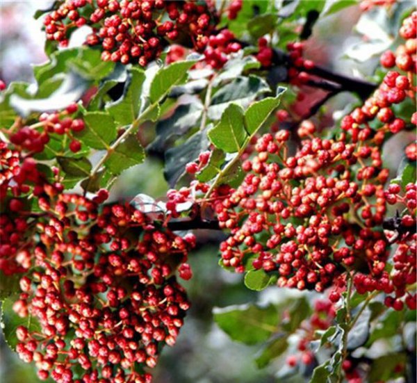 花椒嫁接步骤方法及图片