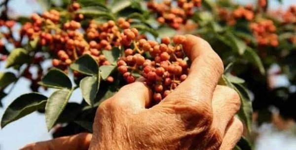 花椒嫁接步骤方法及图片