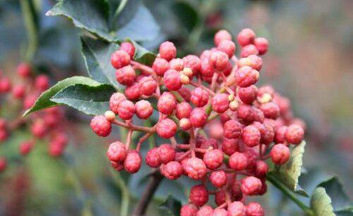 花椒嫁接步骤方法及图片