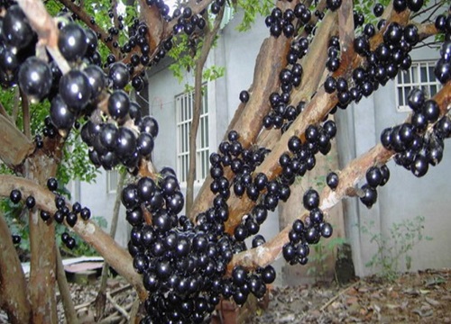 嘉宝果什么时候成熟