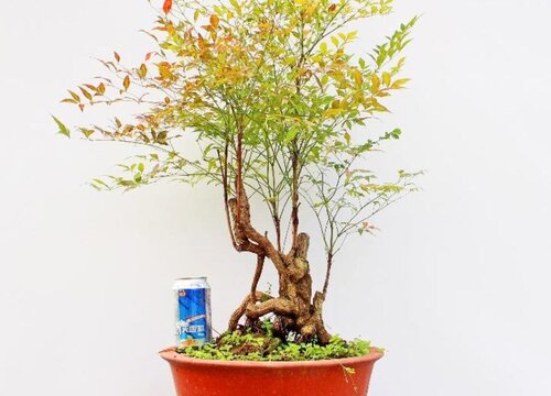 南天竹在室内如何养殖