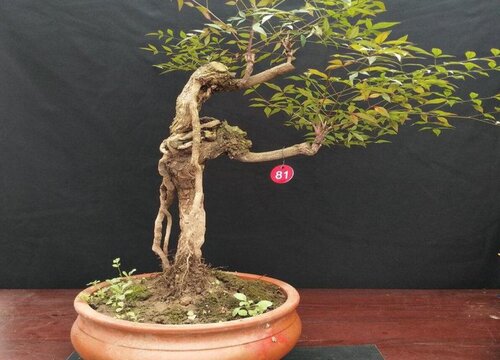 南天竹在室内如何养殖