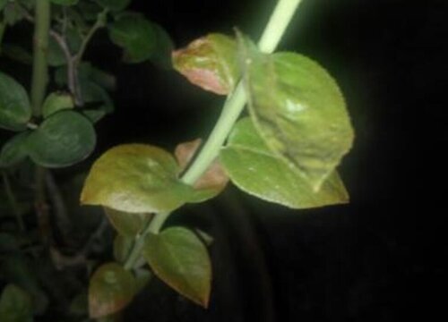 蓝莓叶片发红是什么回事