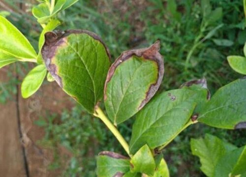 蓝莓叶片发红是什么回事