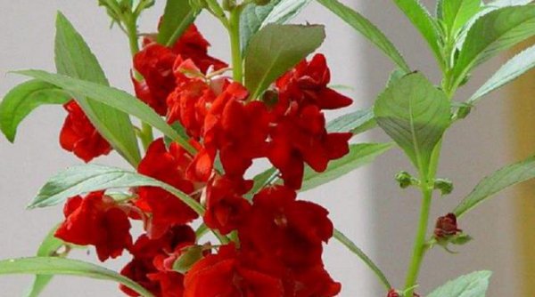 什么花盆栽好养不易死