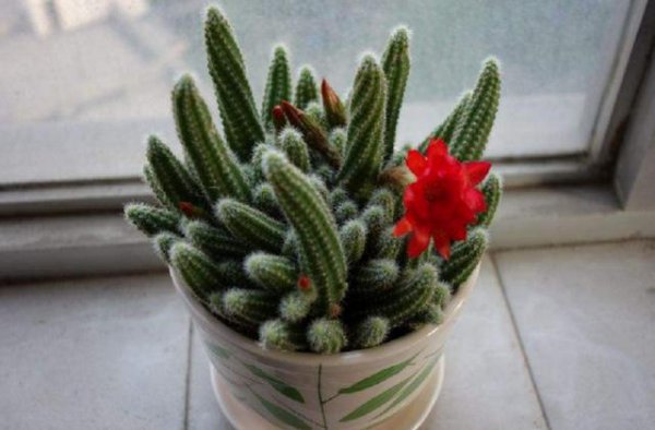 什么花盆栽好养不易死