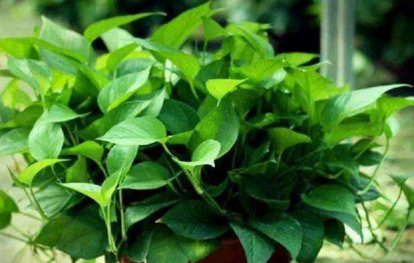 什么花盆栽好养不易死