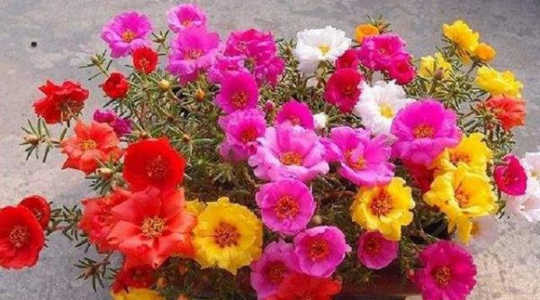 什么花盆栽好养不易死