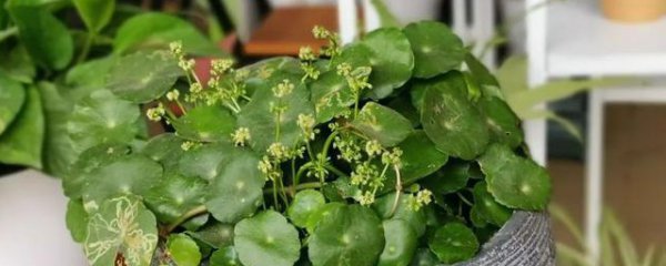 金钱草可以放卧室吗