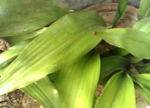 一叶兰黄叶是什么原因