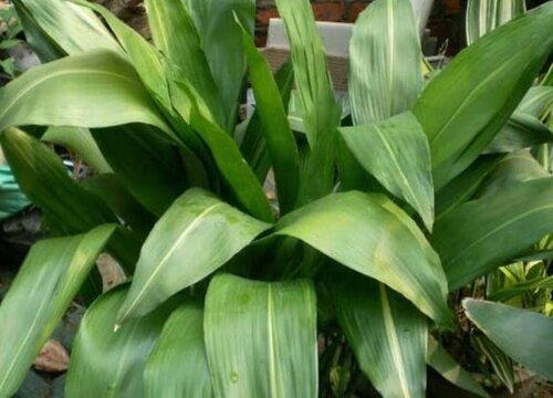 一叶兰黄叶是什么原因