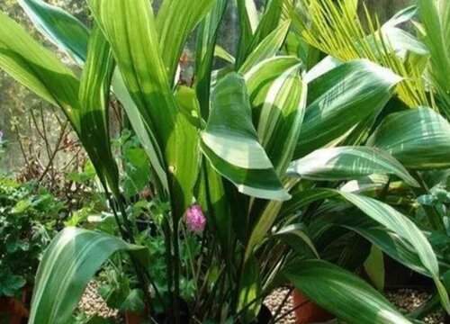 一叶兰黄叶是什么原因