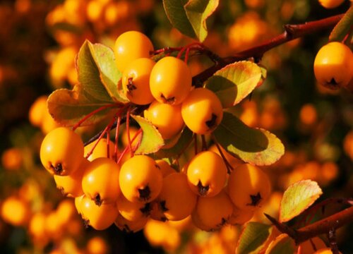 沙棘和火棘是同一种植物吗