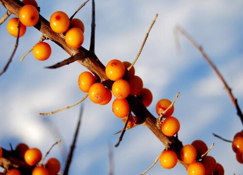 沙棘和火棘是同一种植物吗