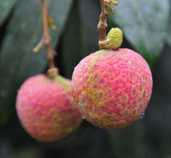 最贵增城荔枝55万一颗