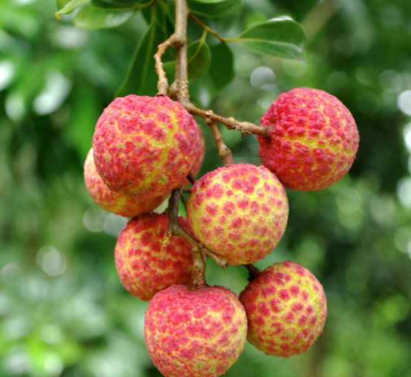 最贵增城荔枝55万一颗