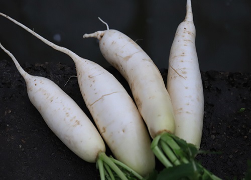 青萝卜和白萝卜的区别
