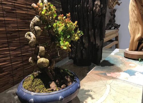 盆栽桑葚怎么修剪