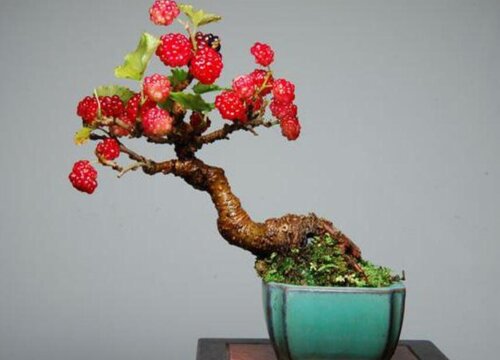 盆栽桑葚怎么修剪