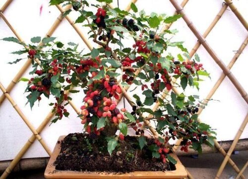 盆栽桑葚怎么修剪