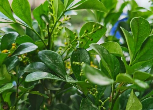 米兰叶子干枯怎么办