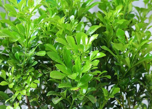 米兰叶子干枯怎么办