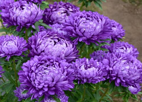 翠菊什么时候播种好